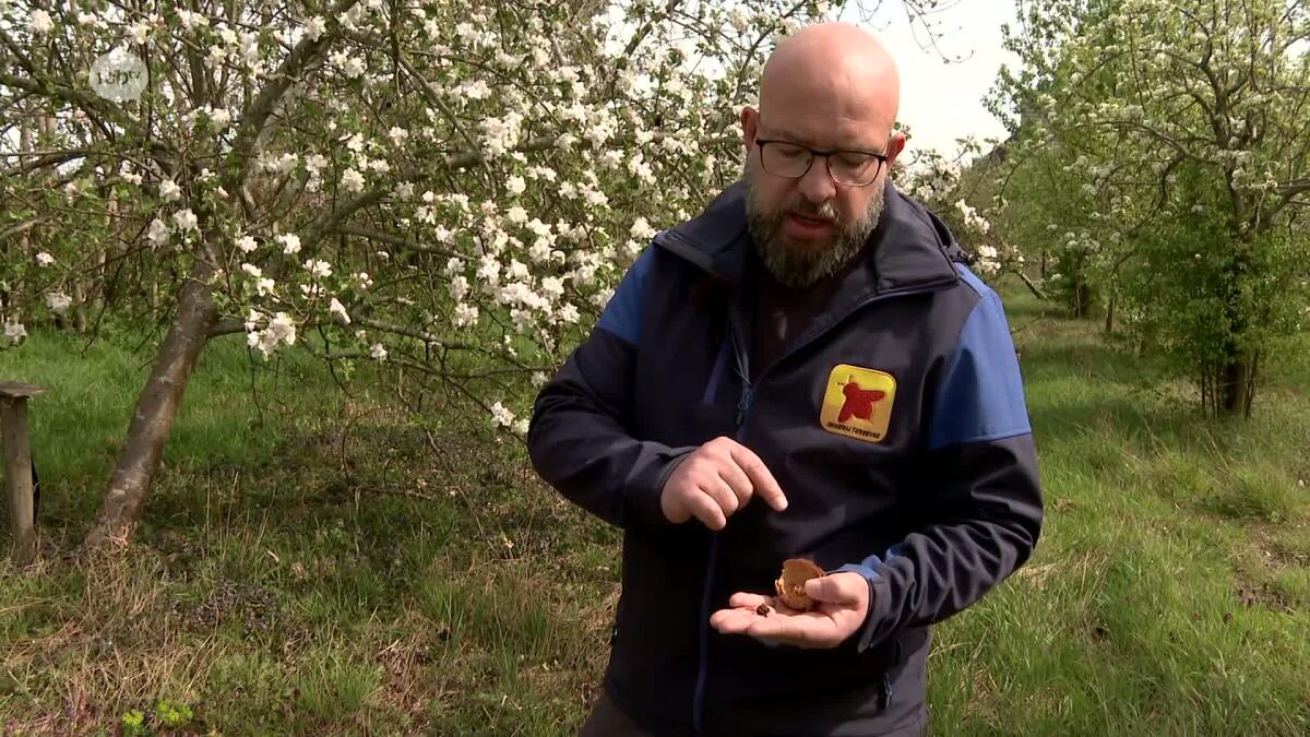 Koninginnen aziatische hoornaar ontwaken, verdelgers waarschuwen: 