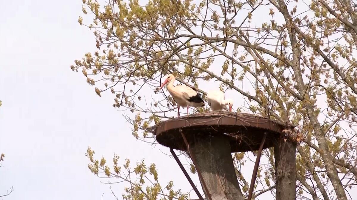 Twee ooievaars bouwen nest in Park Schoonhoven in Aarschot: 
