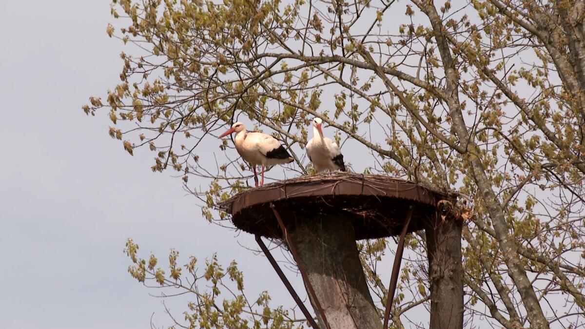 Ook derde ooievaar gezien in Park Schoonhoven in Aarschot
