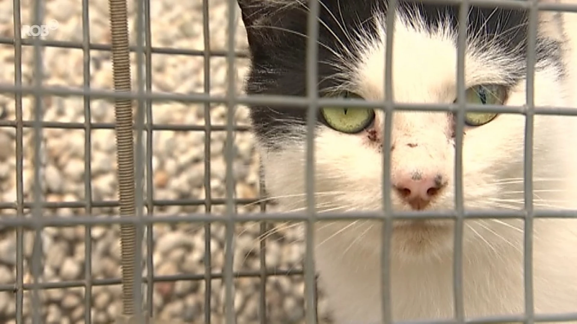 School boekt succes met zwerfkattenproject: 6 katten in 1 week tijd geholpen