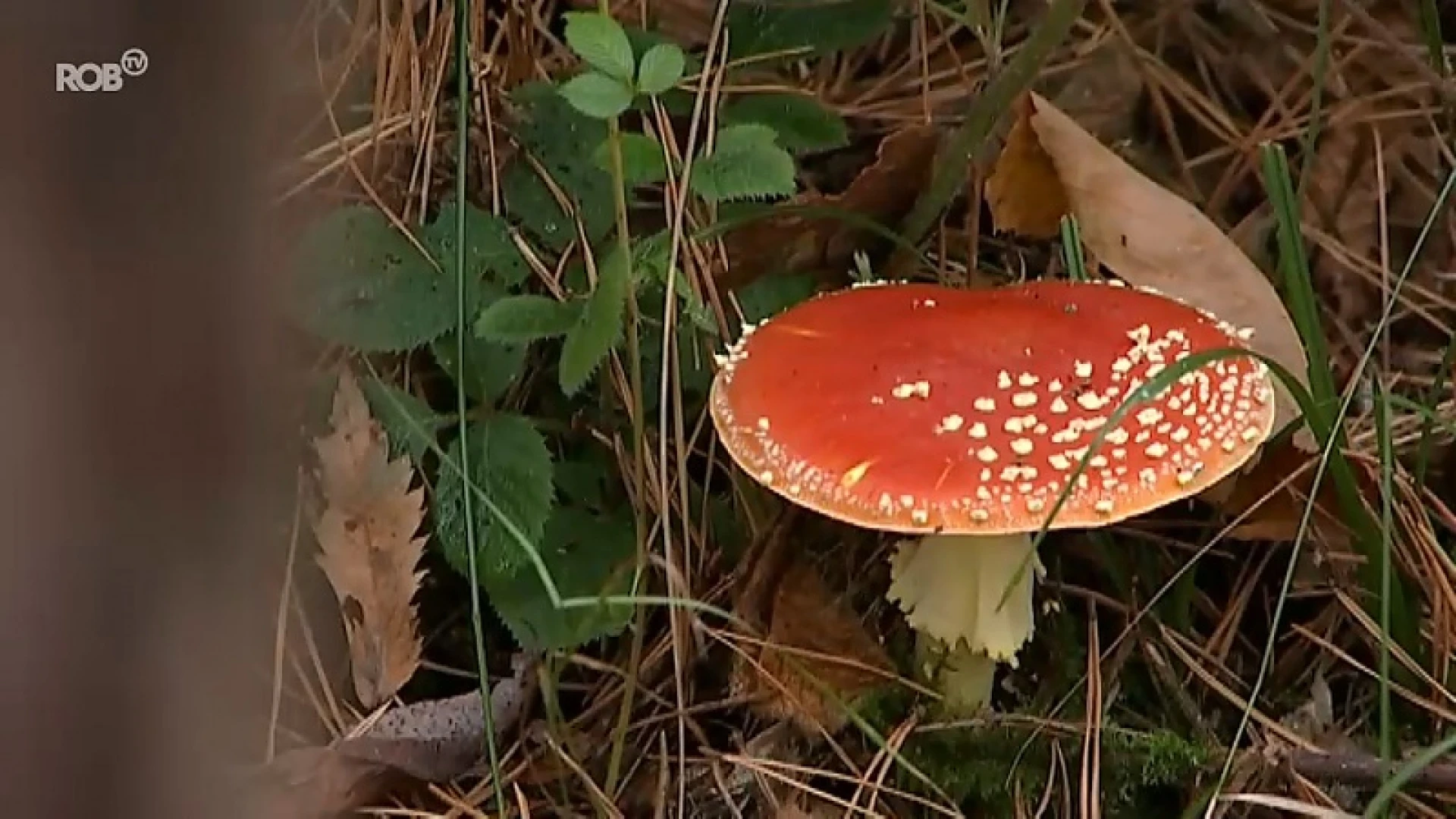 Paddenstoelen plukken is niet zonder gevaar