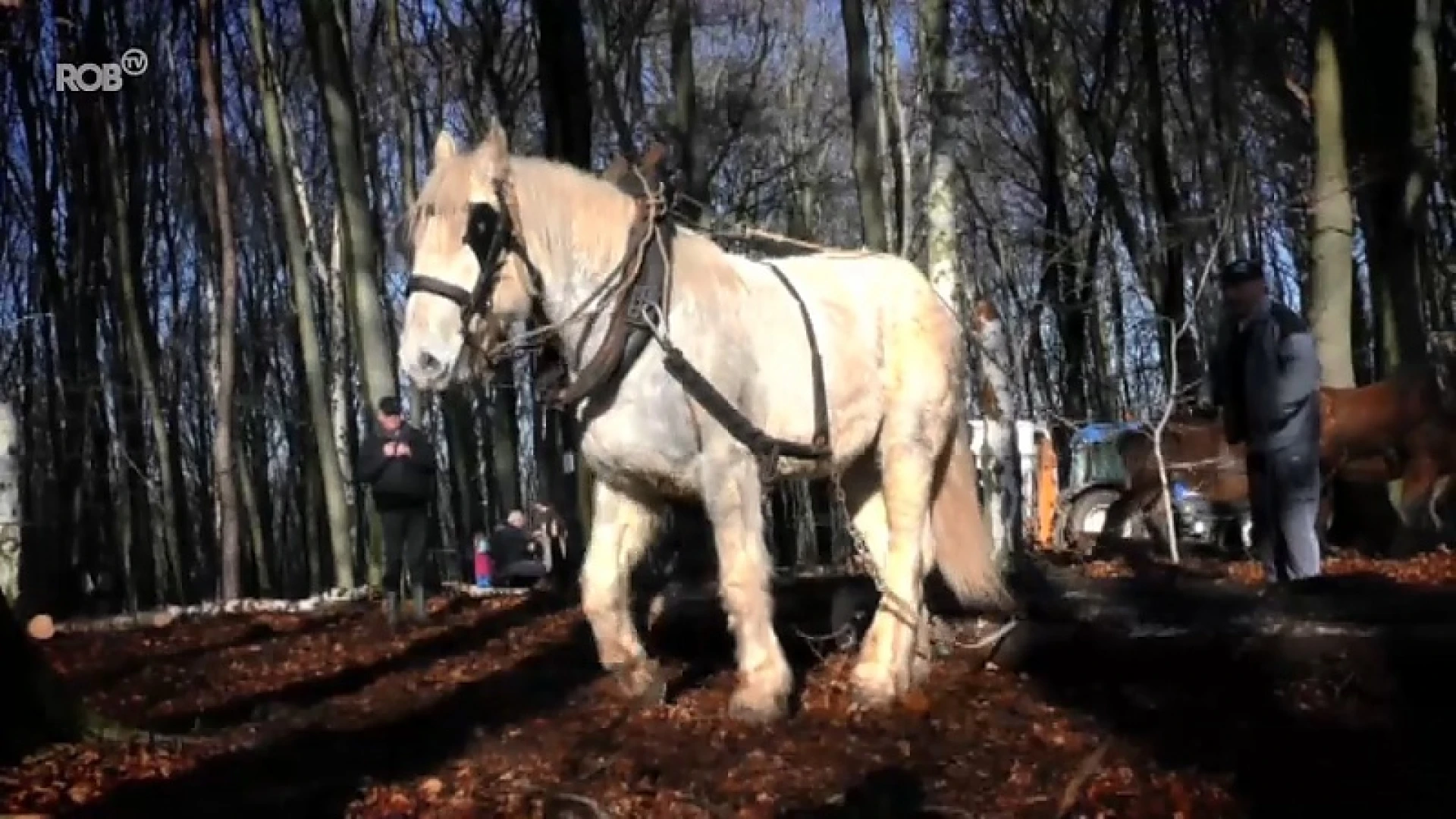 Boomslepen met Brabantse trekpaarden in Rotselaar