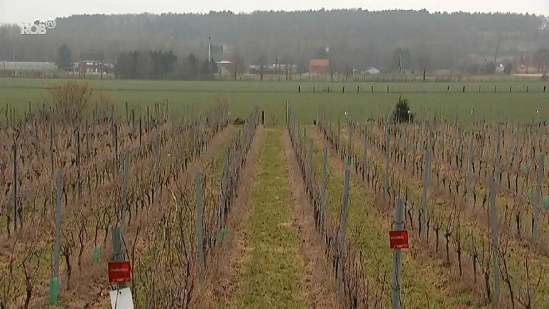 Petrushoeve en Vinobelga in Molenbeek-Wersbeek bundelen krachten