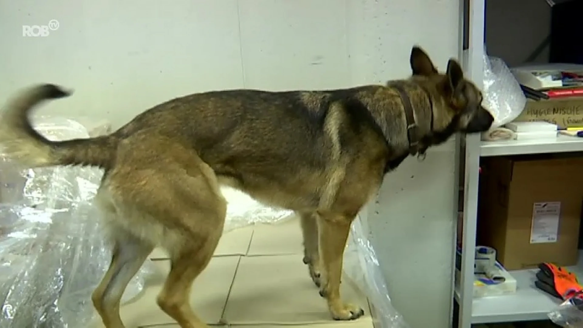 Maak kennis met Beau, de nieuwe drugshond van de Leuvense politie