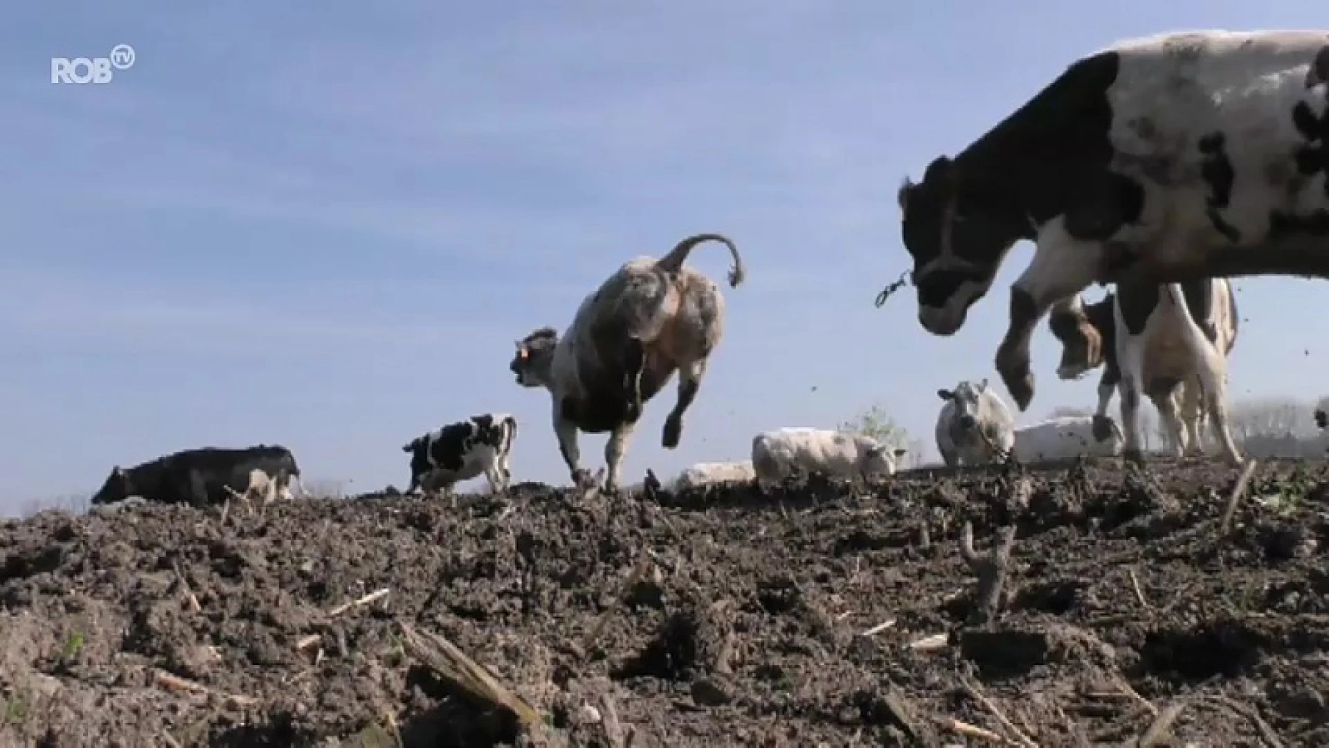 In Wommersom gaan koeien al dansend de lente in