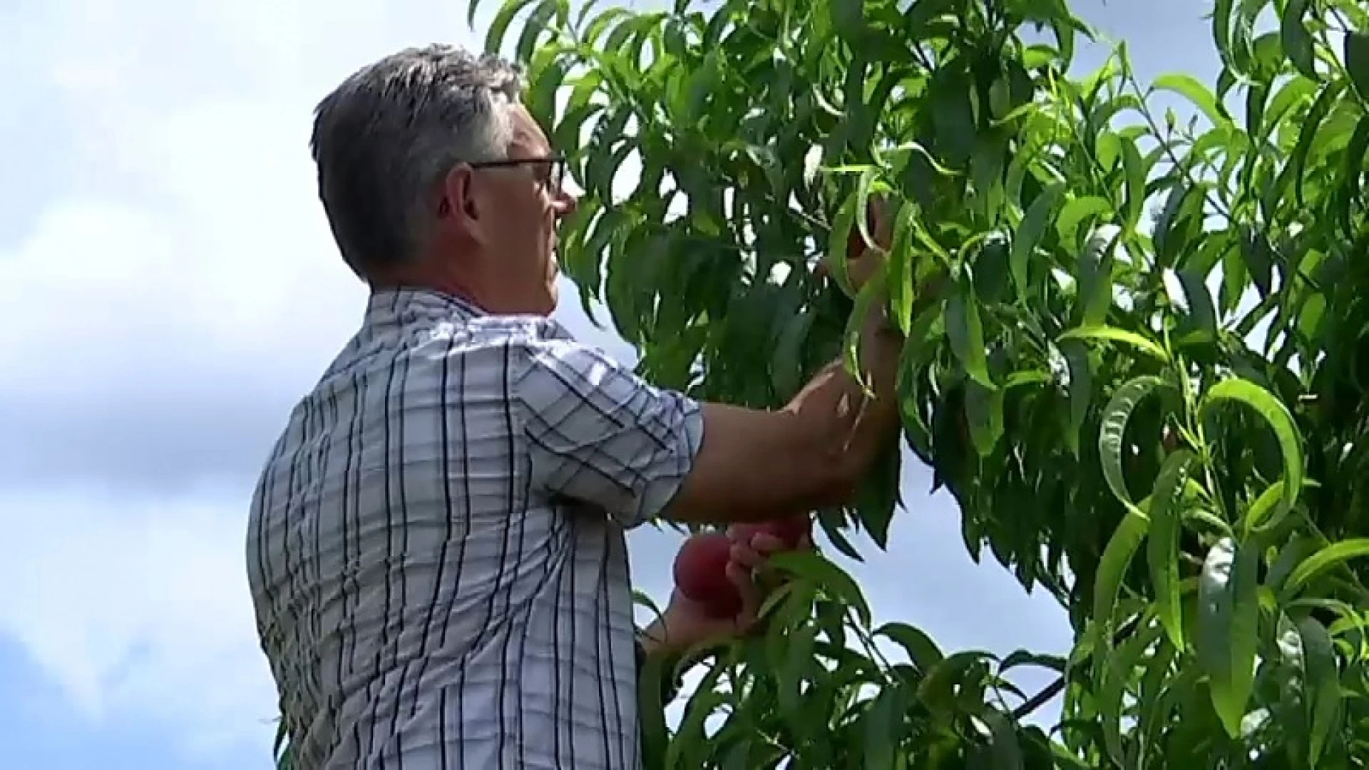 Rampjaar voor Hagelandse perziken: 90 procent minder oogst
