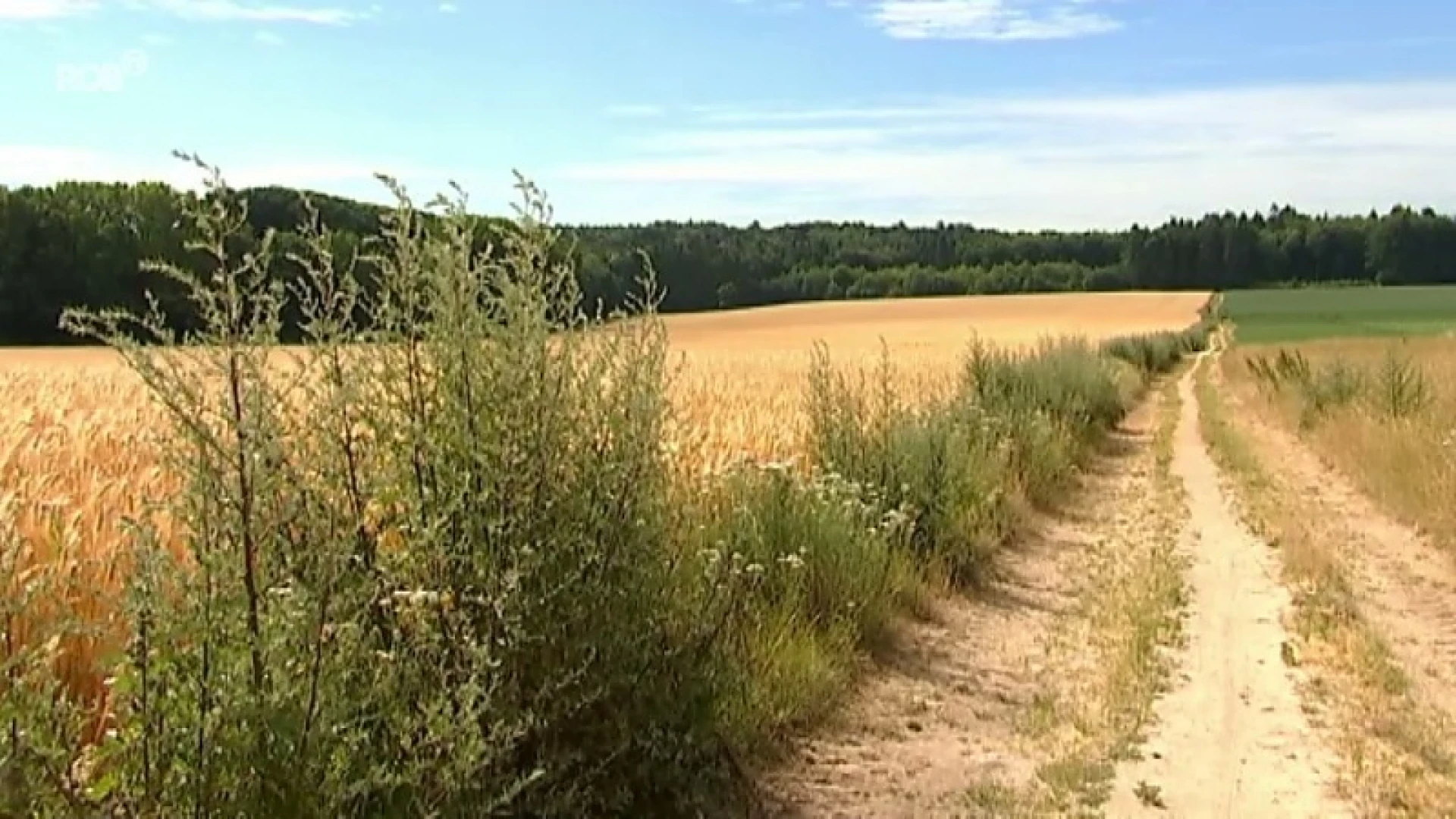 Agressieve buizerd valt jogger aan in Mollendaalbos in Bierbeek