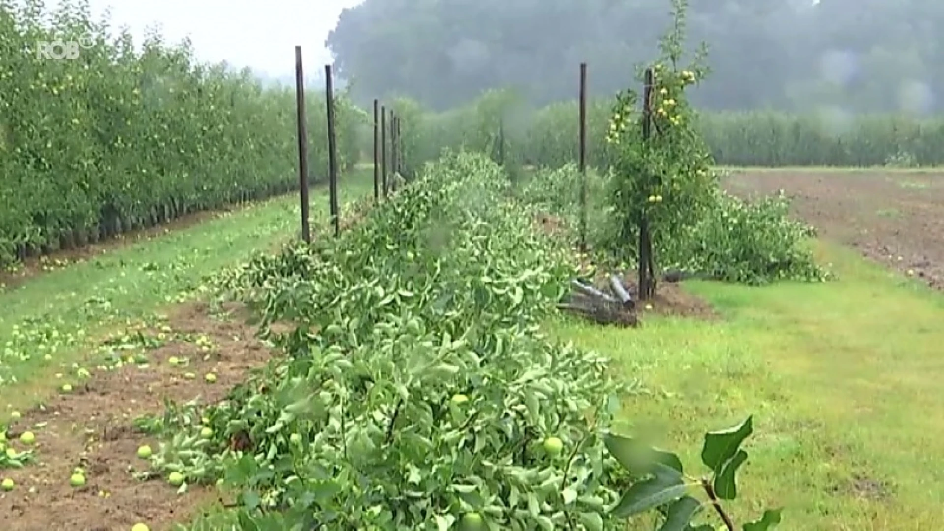 Kortenaken wil storm die fruitplantages vernielde laten erkennen als ramp