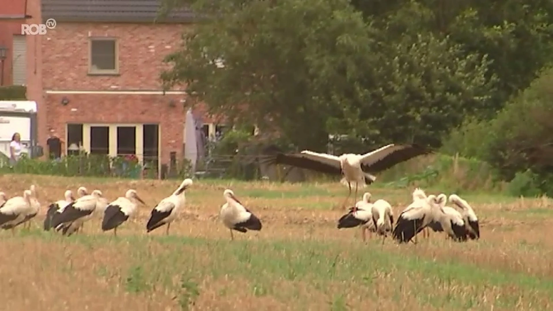 50 ooievaars strijken neer in Blanden tijdens trektocht naar zuiden