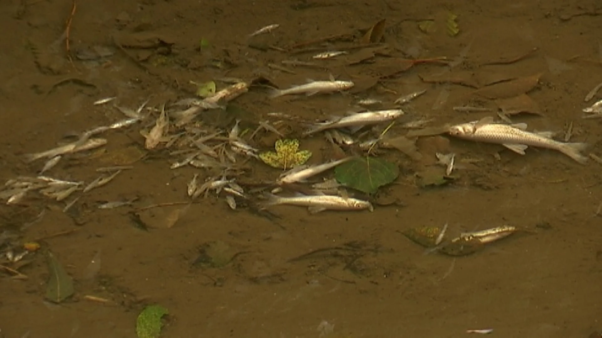 Afvoer van giftig materiaal vermoedelijk oorzaak vissterfte in Begijnenbeek in Diest