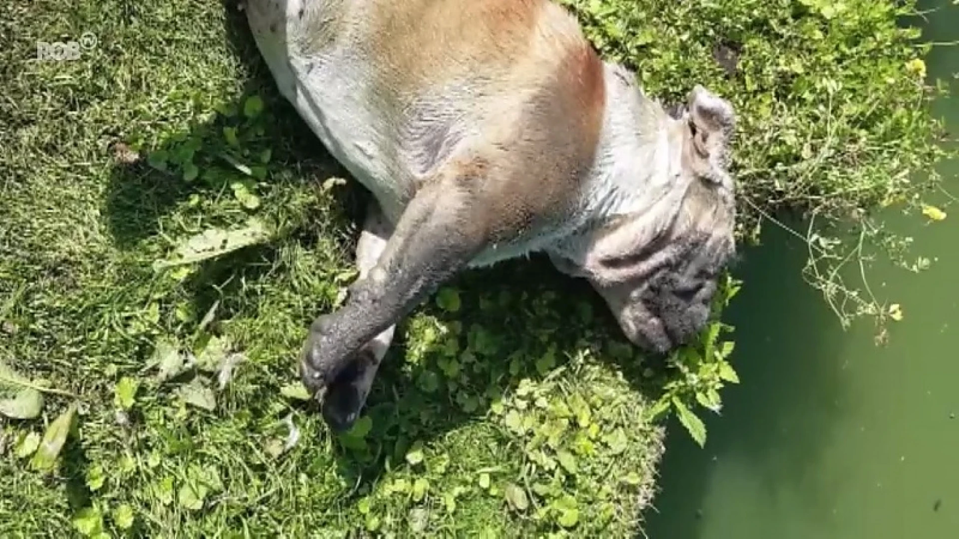 2 Engelse buldogs vergiftigd en gedumpt in vijver De Beemden in Attenhoven