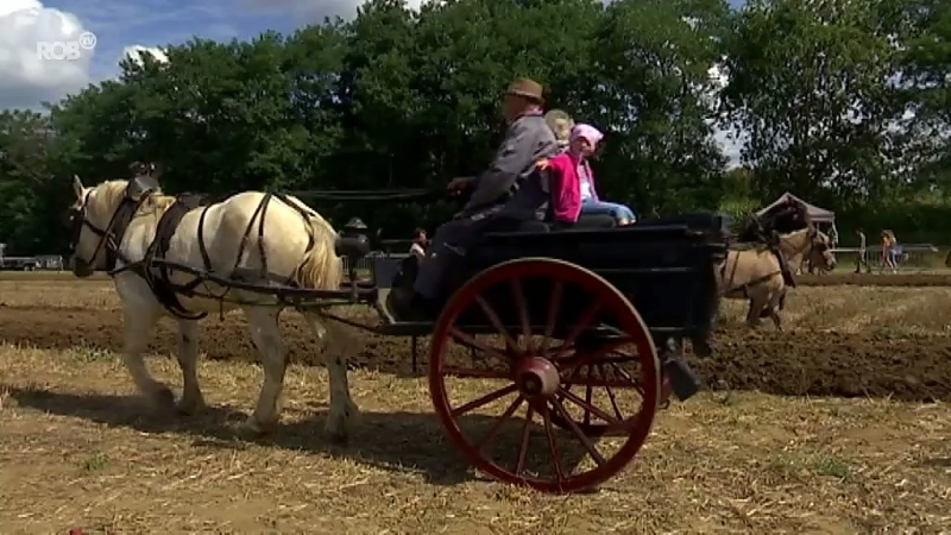 Belgische trekpaarden en aardappelen zoeken op de landbouwdag in Gelrode