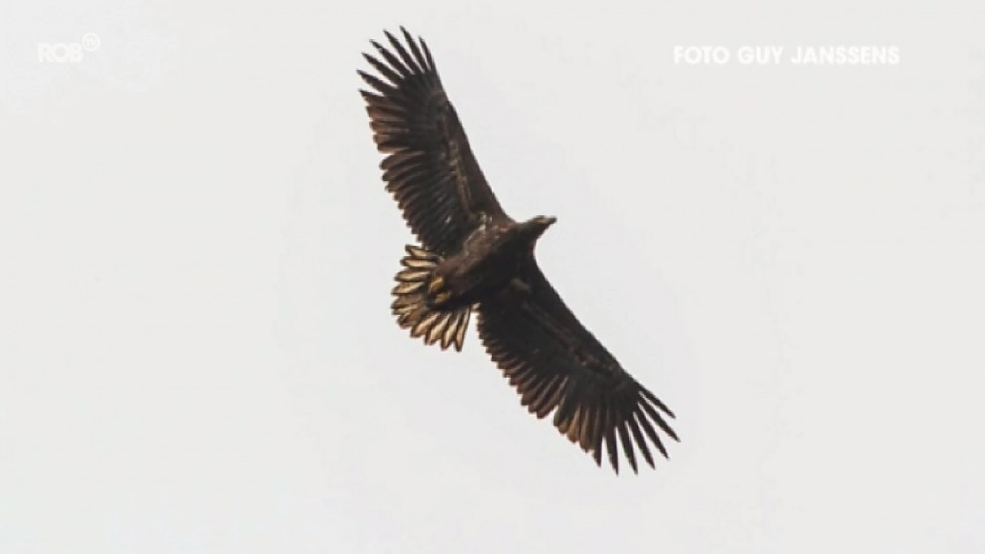 Zeldzame zeearend gespot boven Averbode Bos & Heide