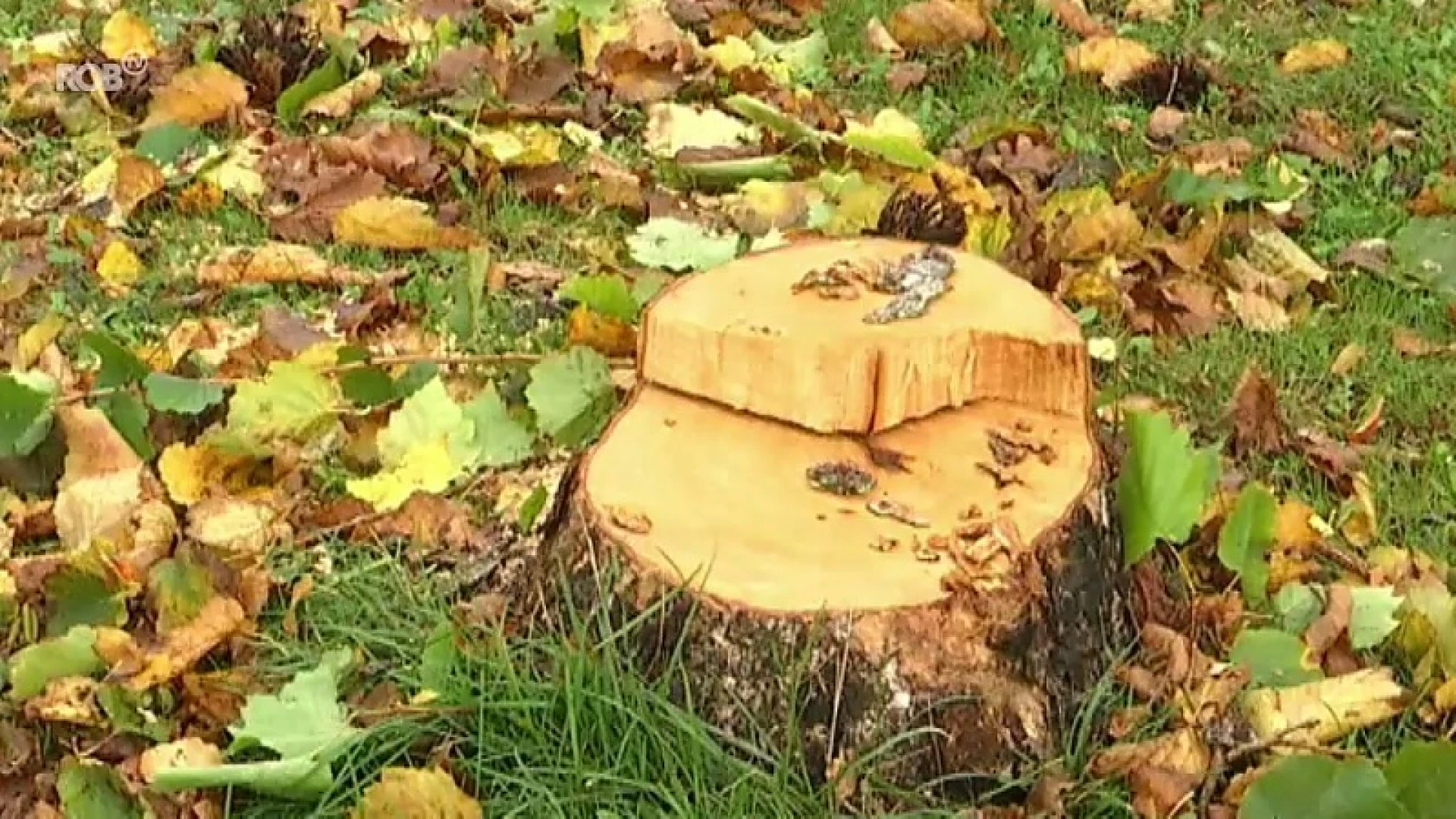 Meer dan 80 bomen gekapt in Landen na bevraging bij buurtbewoners