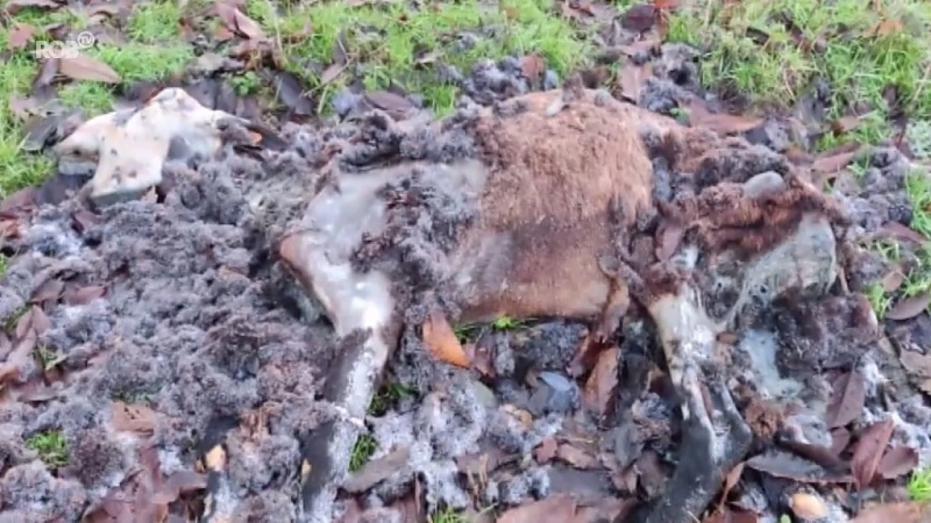 Schokkende beelden: 11 zwaar verwaarloosde geiten en schapen dood teruggevonden in Leefdaal