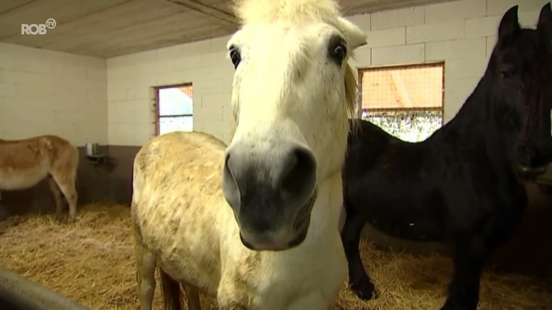 Dierenasielen in onze regio krijgen elk 3000 euro van Vlaams minister voor dierenwelzijn Ben Weyts