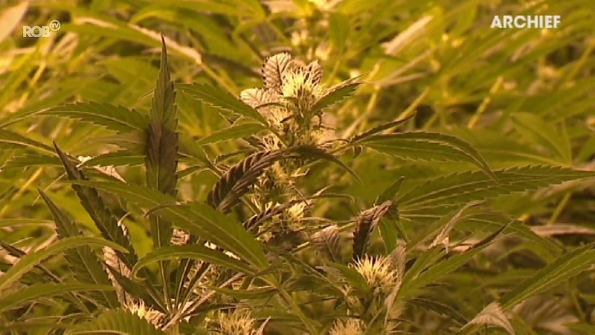 Cannabisteler (42) met plantages in onze regio veroordeeld tot 2 jaar cel en boete van 8000 euro