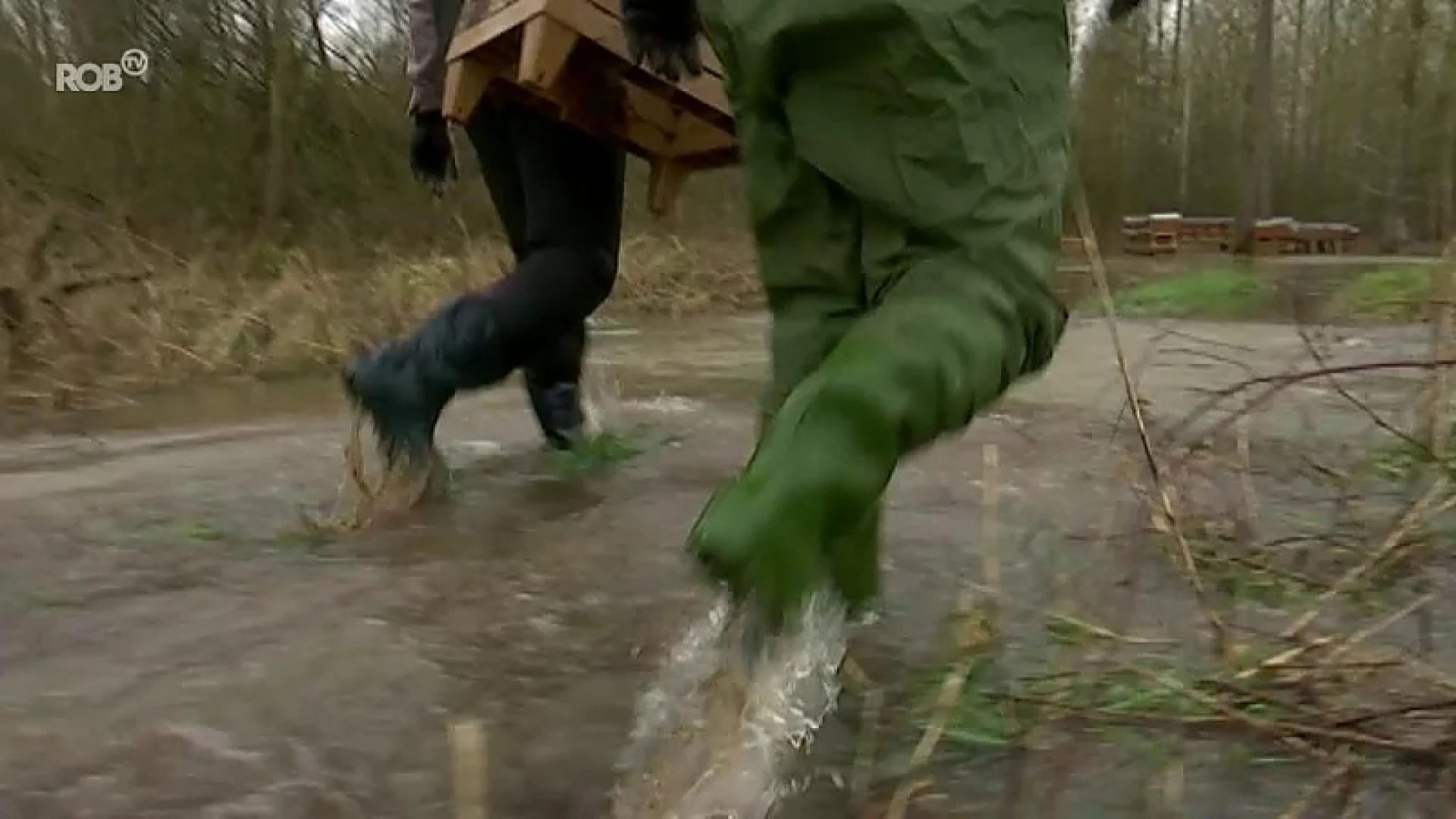 Bijen in nesten: wateroverlast bedreigt kasten Imker Torfs