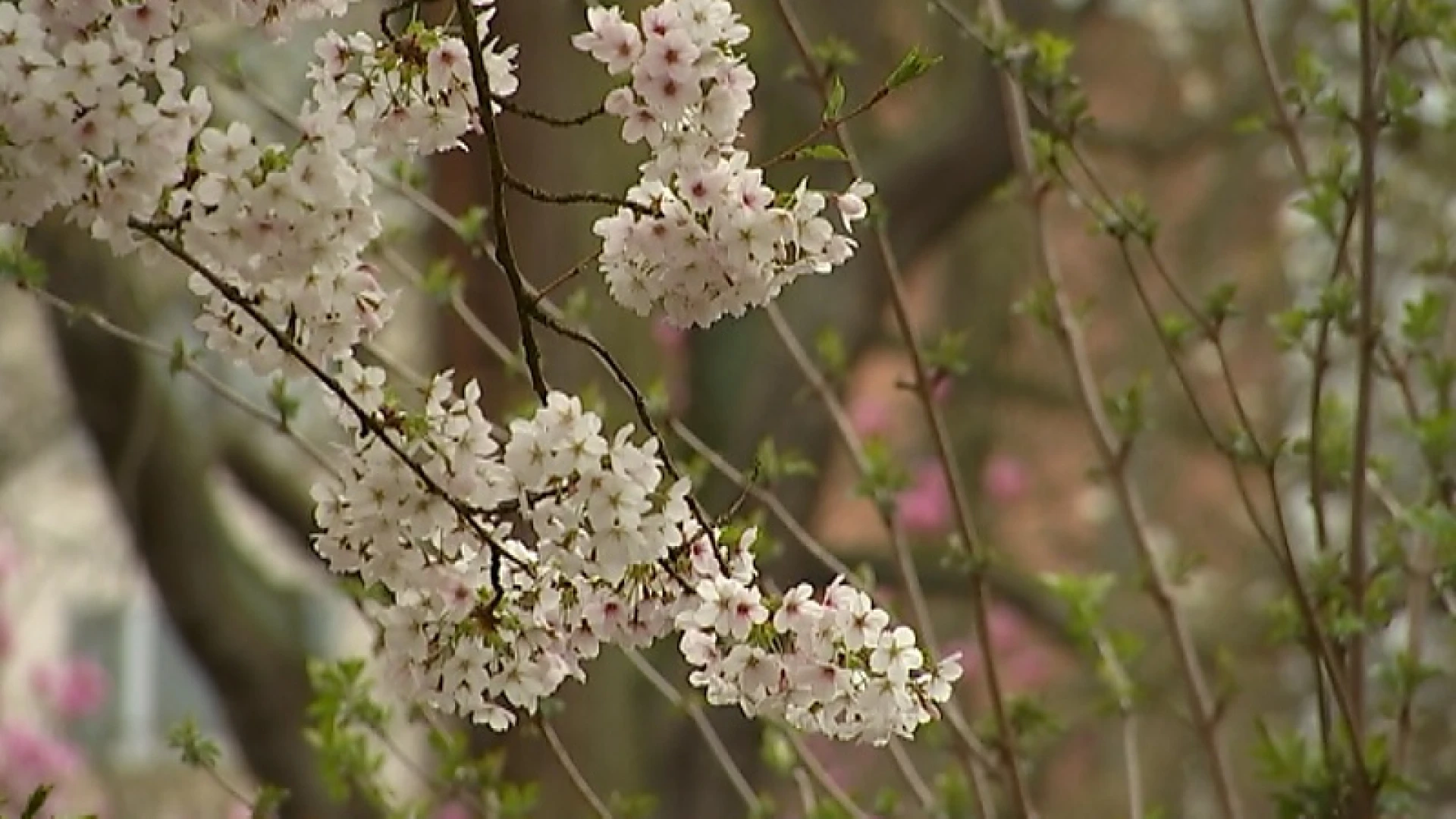 Lente op komst: kruidtuin in Leuven staat in volle bloei
