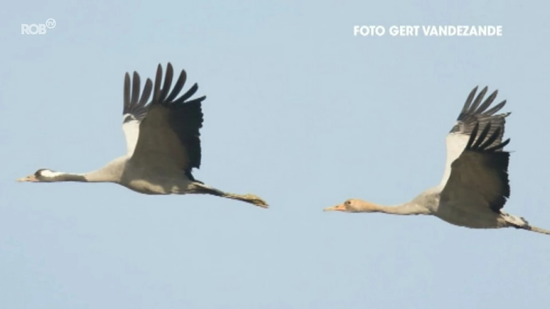 Hoofdafbeelding voor artikel Vogelspotters ontdekken speciale…