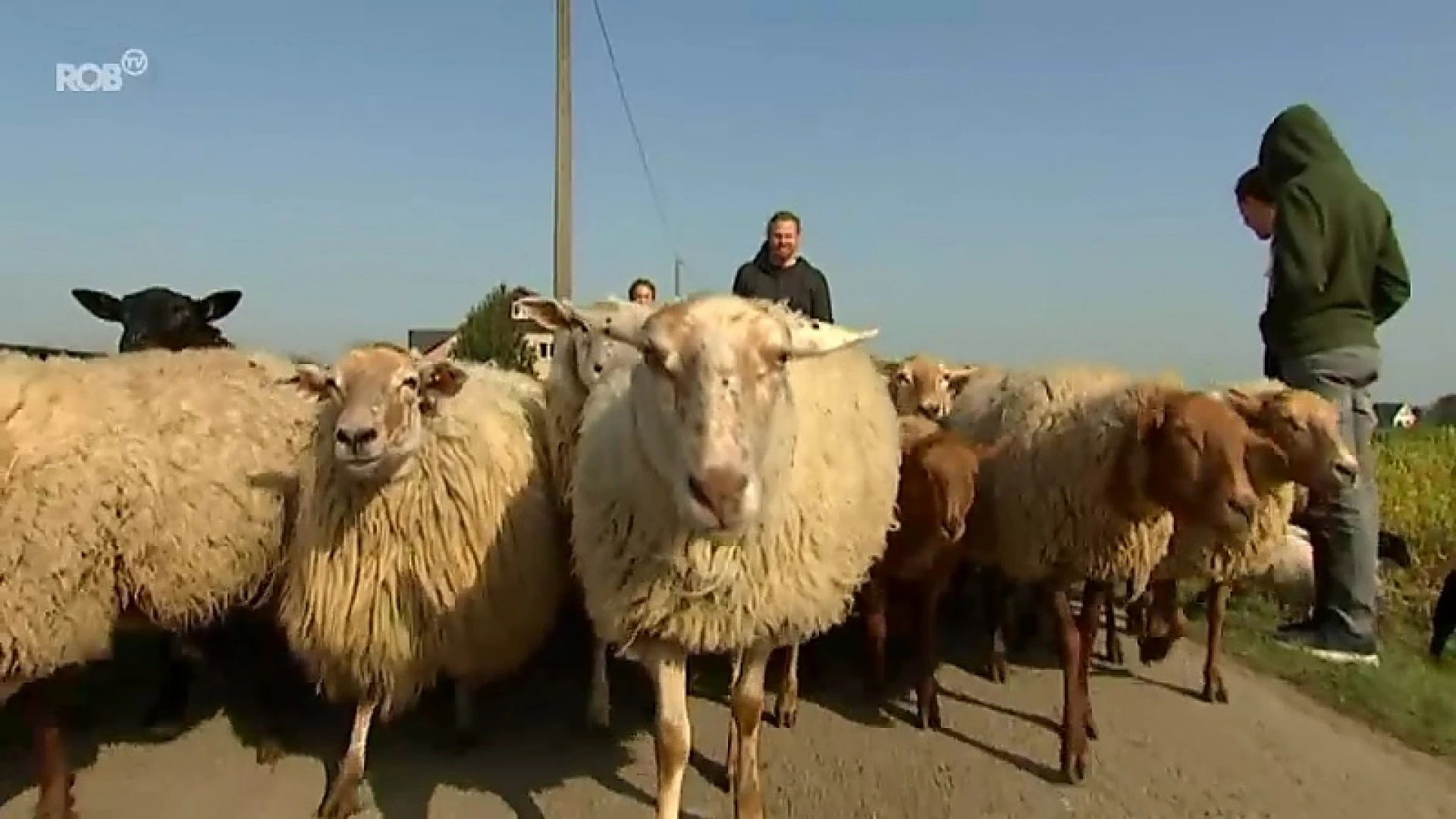 Herder Brecht trekt elke dag door de straten van Herent met 200 schapen