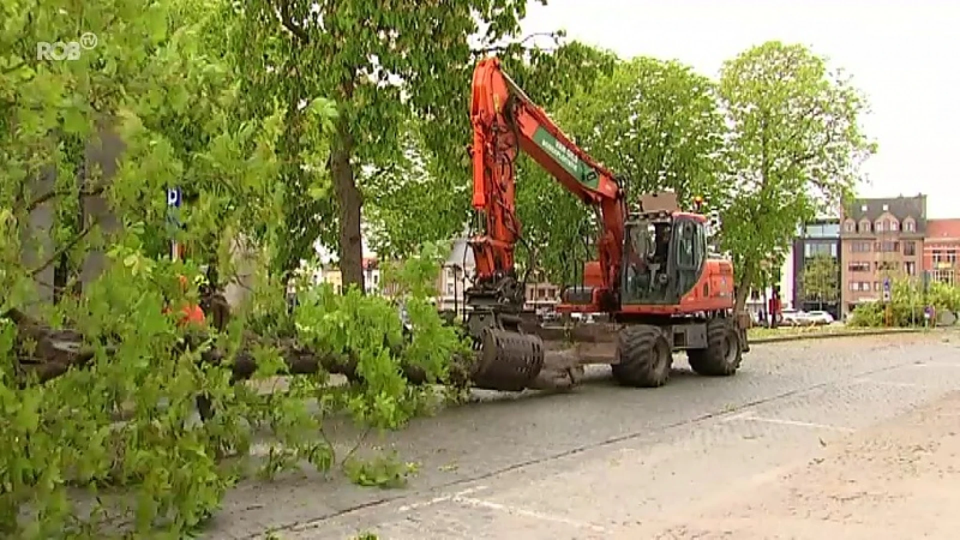 Stad Tienen kapt 13 zieke bomen op de Heldensquare