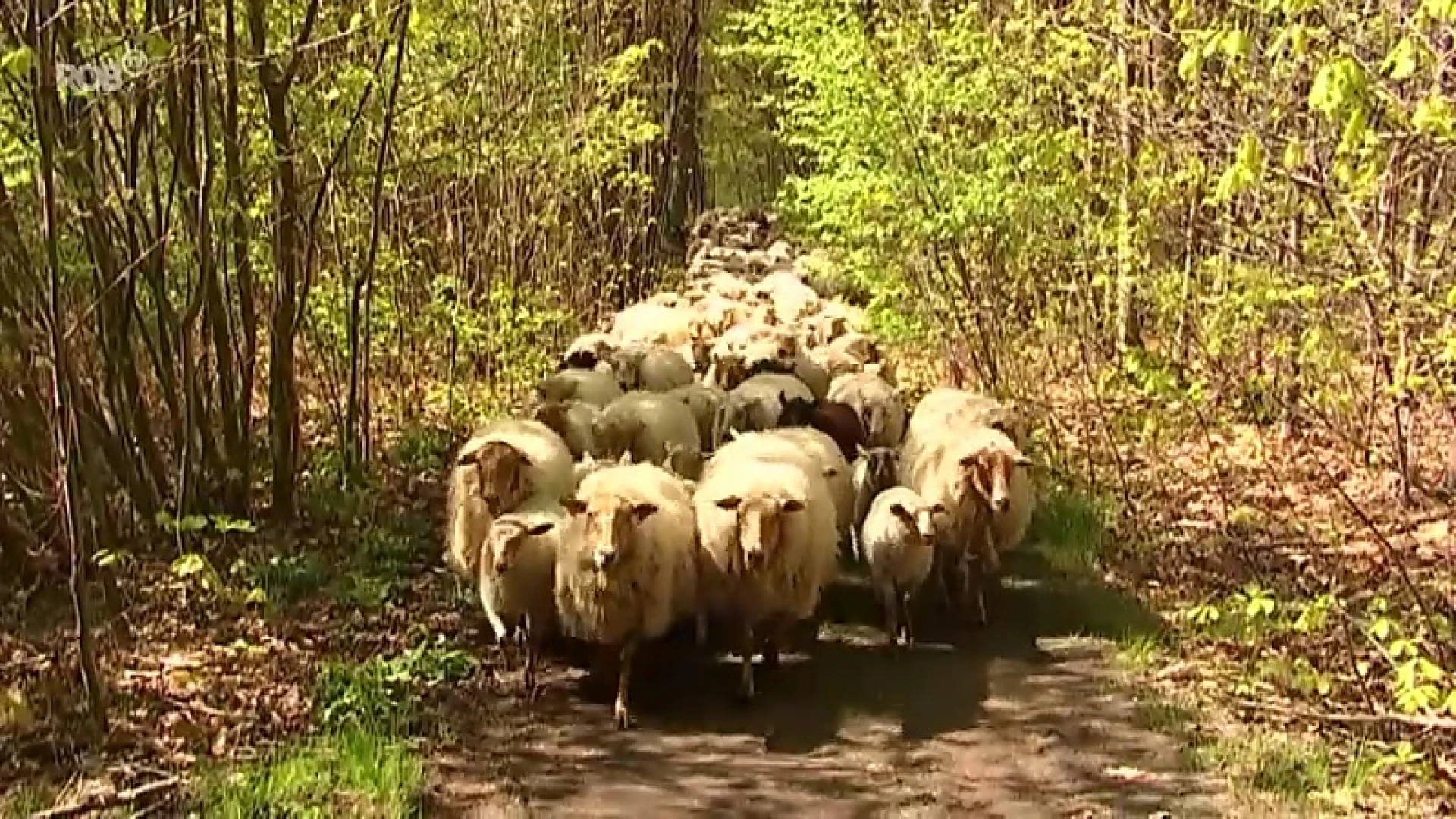 Kudde van 300 schapen en 200 lammetjes verhuist: avontuurlijke tocht van 10 kilometer