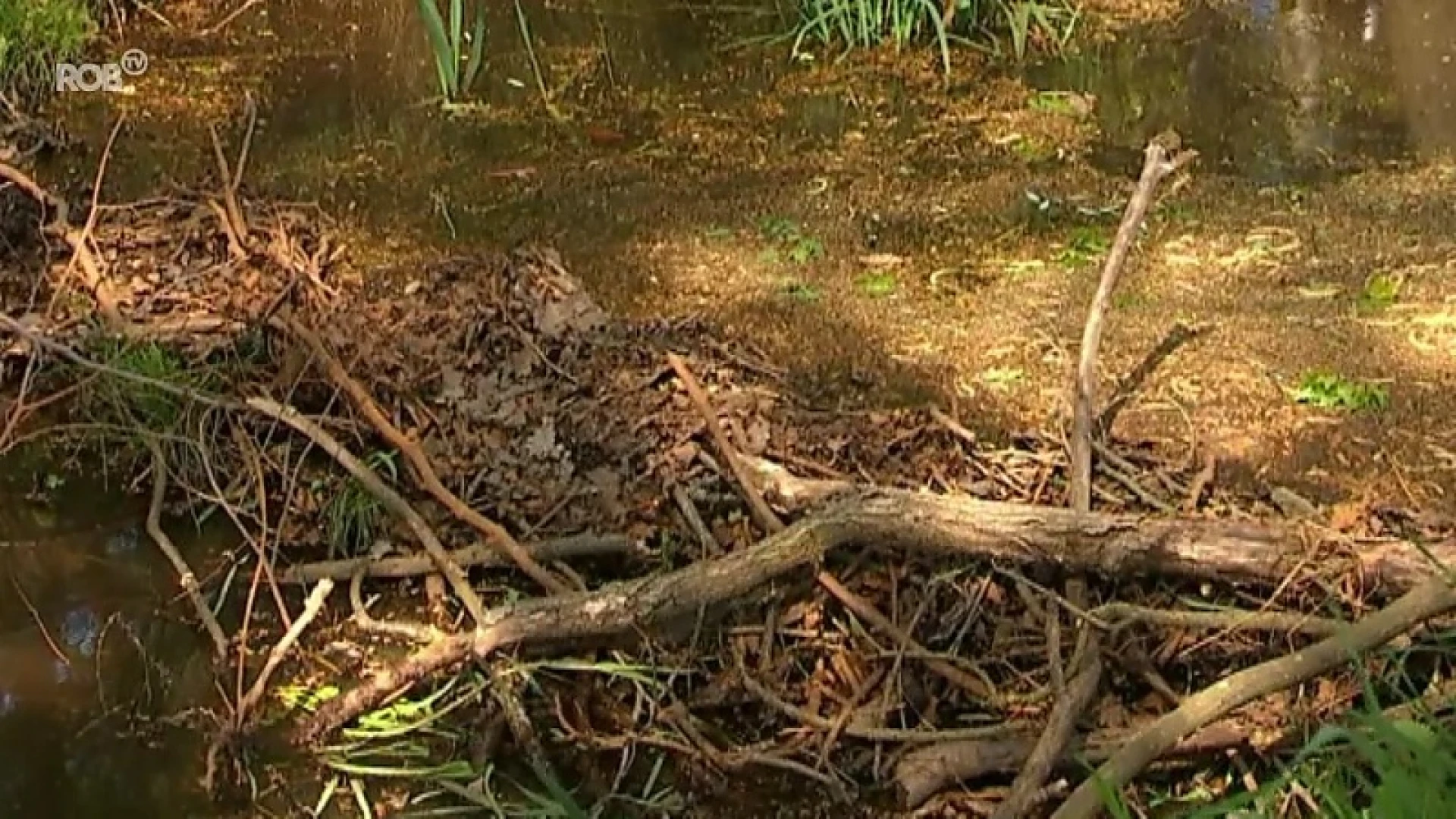 Beverfamilie maakt dam in de Spuibeek in Keerbergen