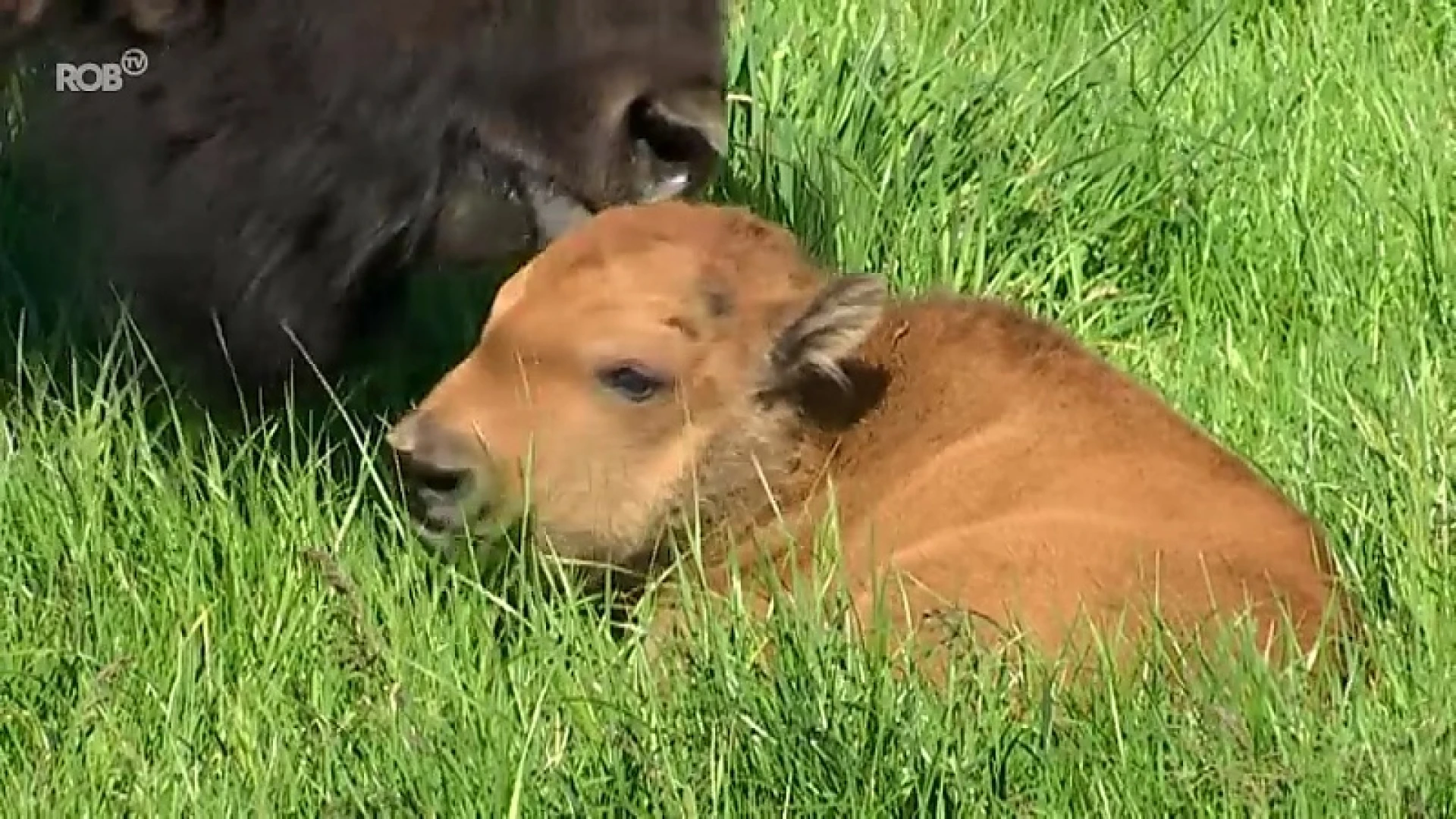 Eerste bizonkalfje geboren in Boutersem