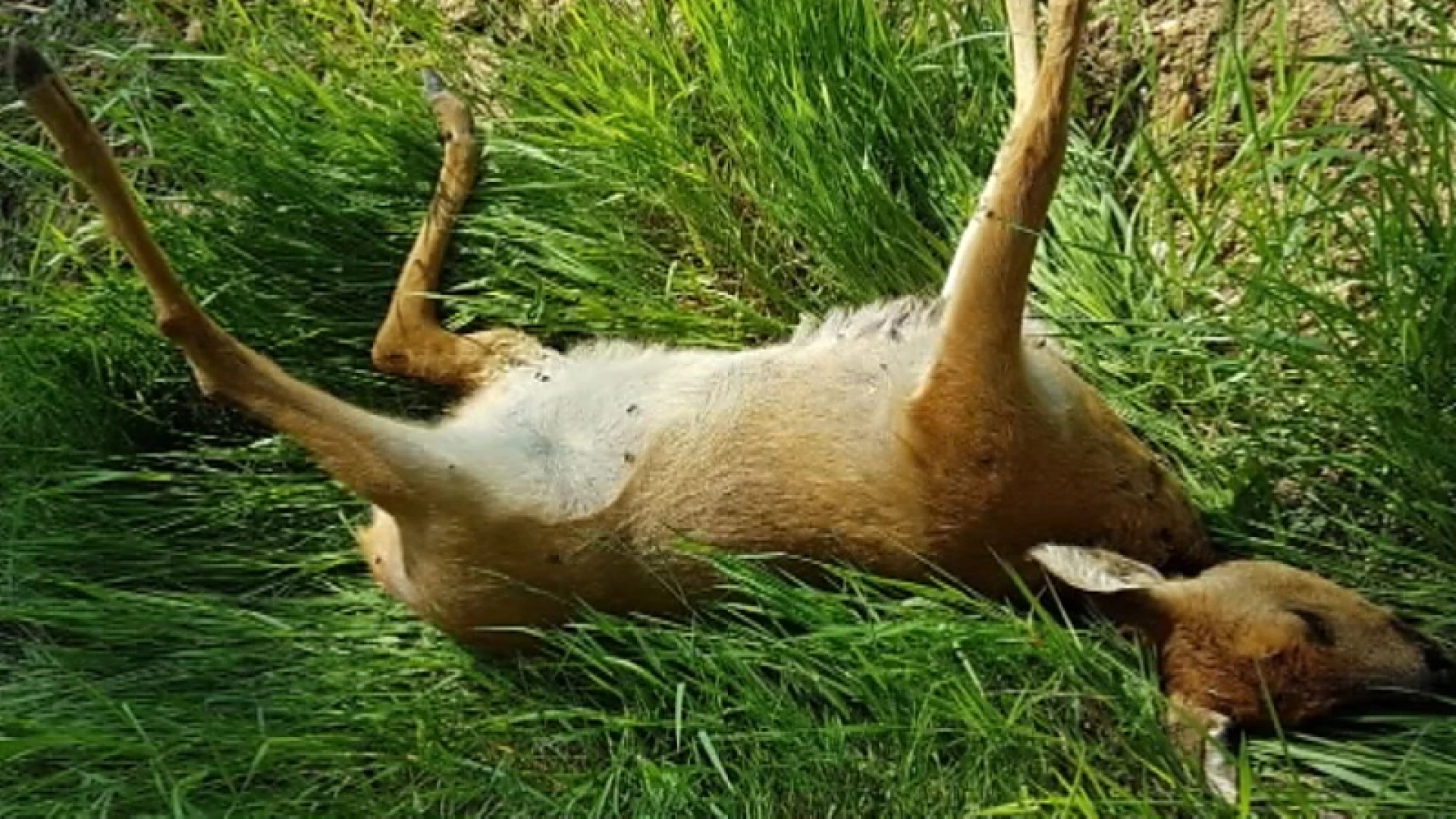 Drie dode reeën in nog geen week tijd in Tremelo door loslopende honden