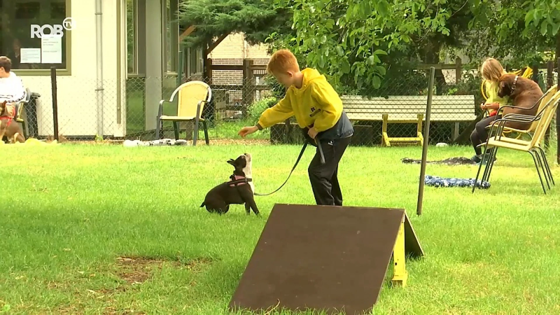 Beestig zomerkamp in Rillaar: kinderen gaan week lang met honden op training