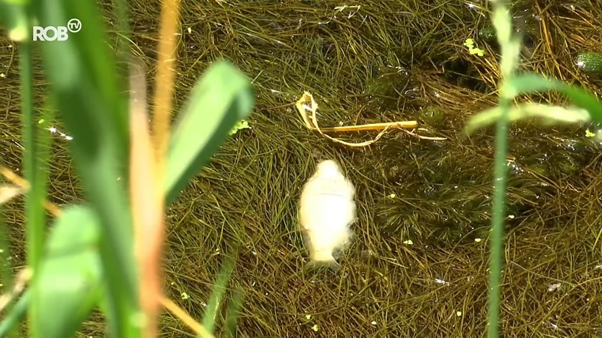 De oorzaak van de massale vissterfte in de Gete is bekend