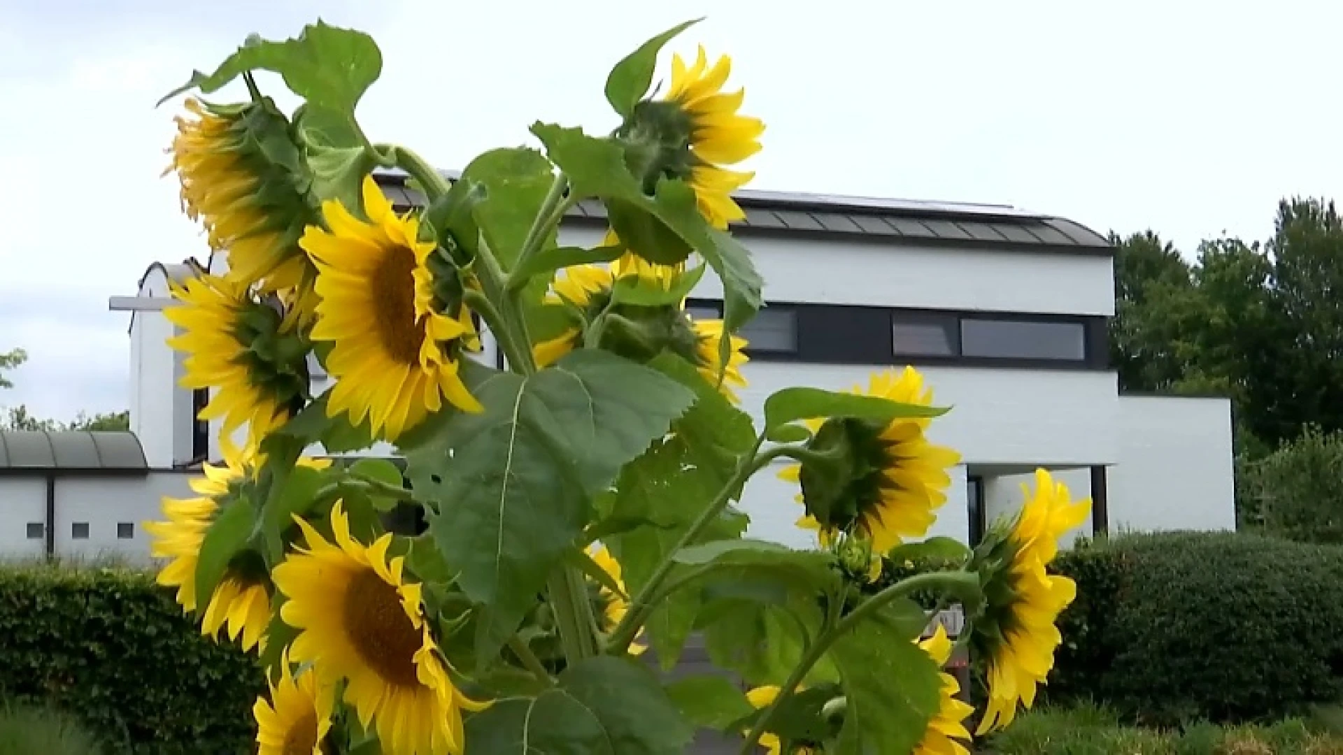 Uitzonderlijk: Gaston en Koen ontdekken zonnebloemplant met 39 bloemen in voortuin