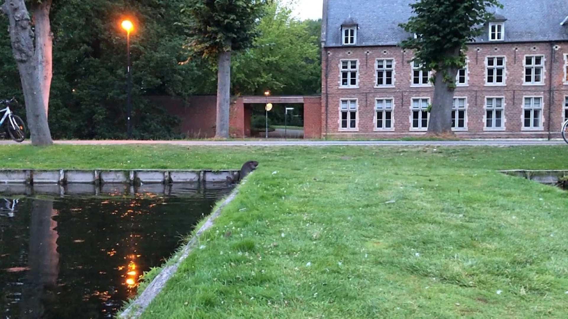 Prachtige foto's van etende en zwemmende bever aan Kasteel van Arenberg