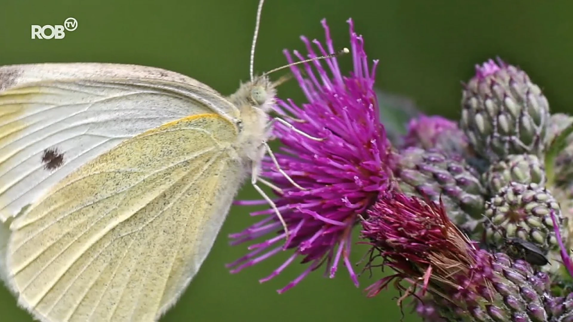 Klein koolwitje blijft populairste vlinder tijdens telling van Natuurpunt