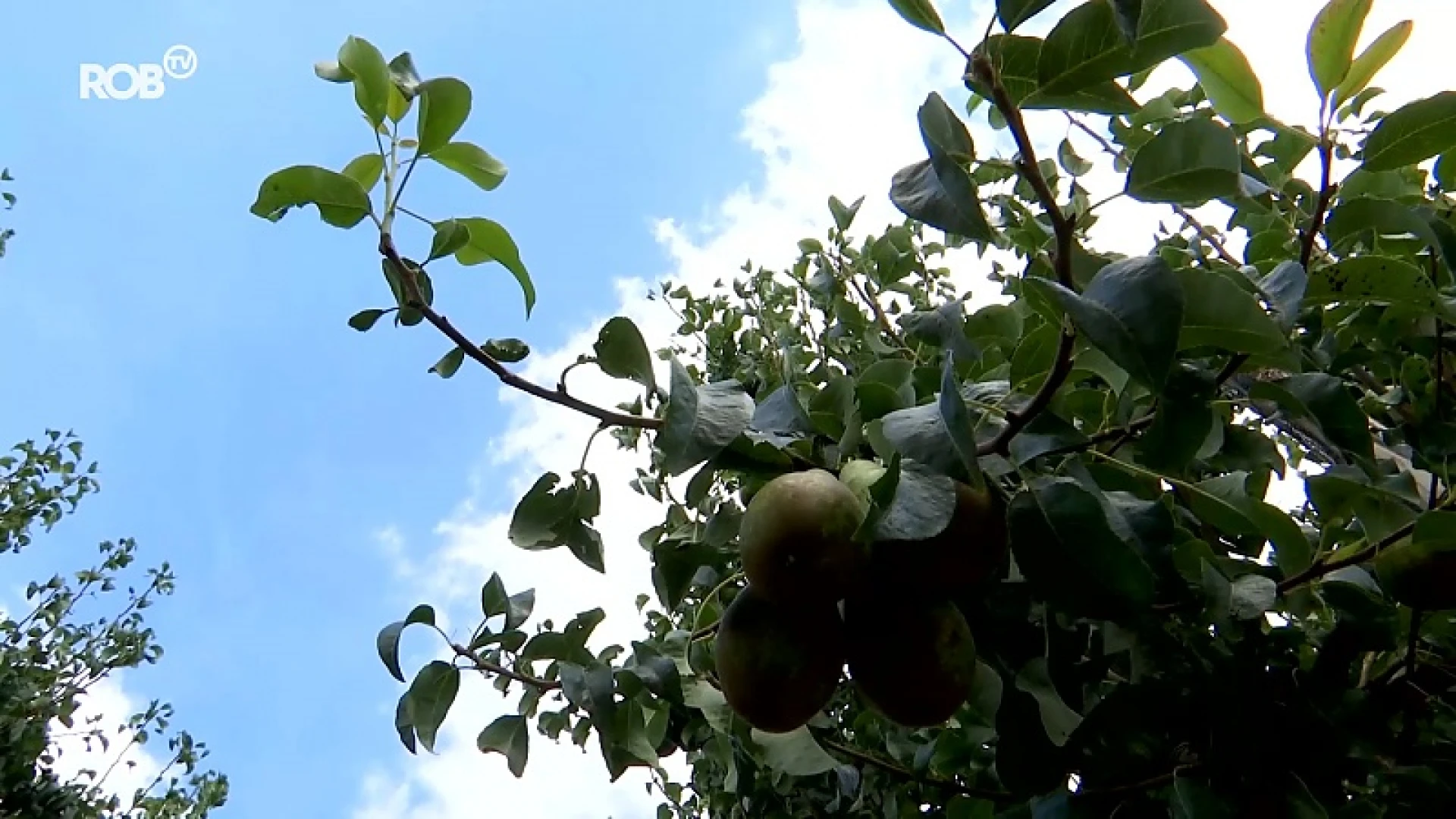 Fruitgemeenten willen seizoensarbeiders uit landen met code rood of oranje laten testen op corona