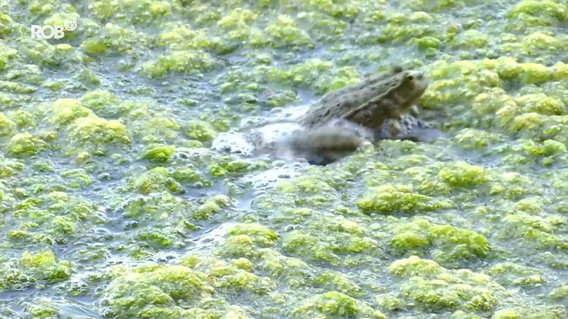 Vijver aan Abdij van Park volledig bedekt met groene algen