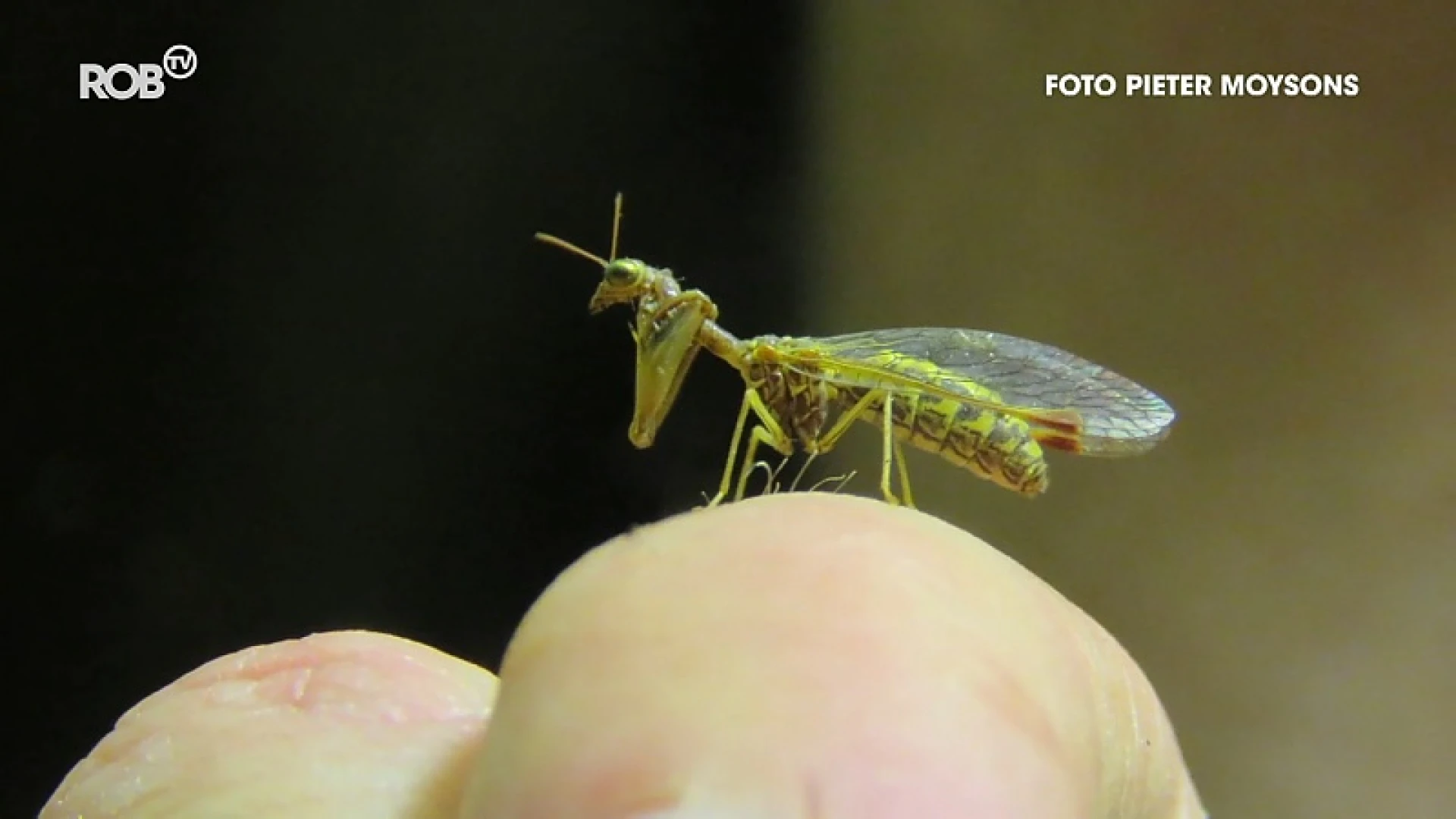 Bidgaasvlieg is nieuwe insectensoort in onze regio