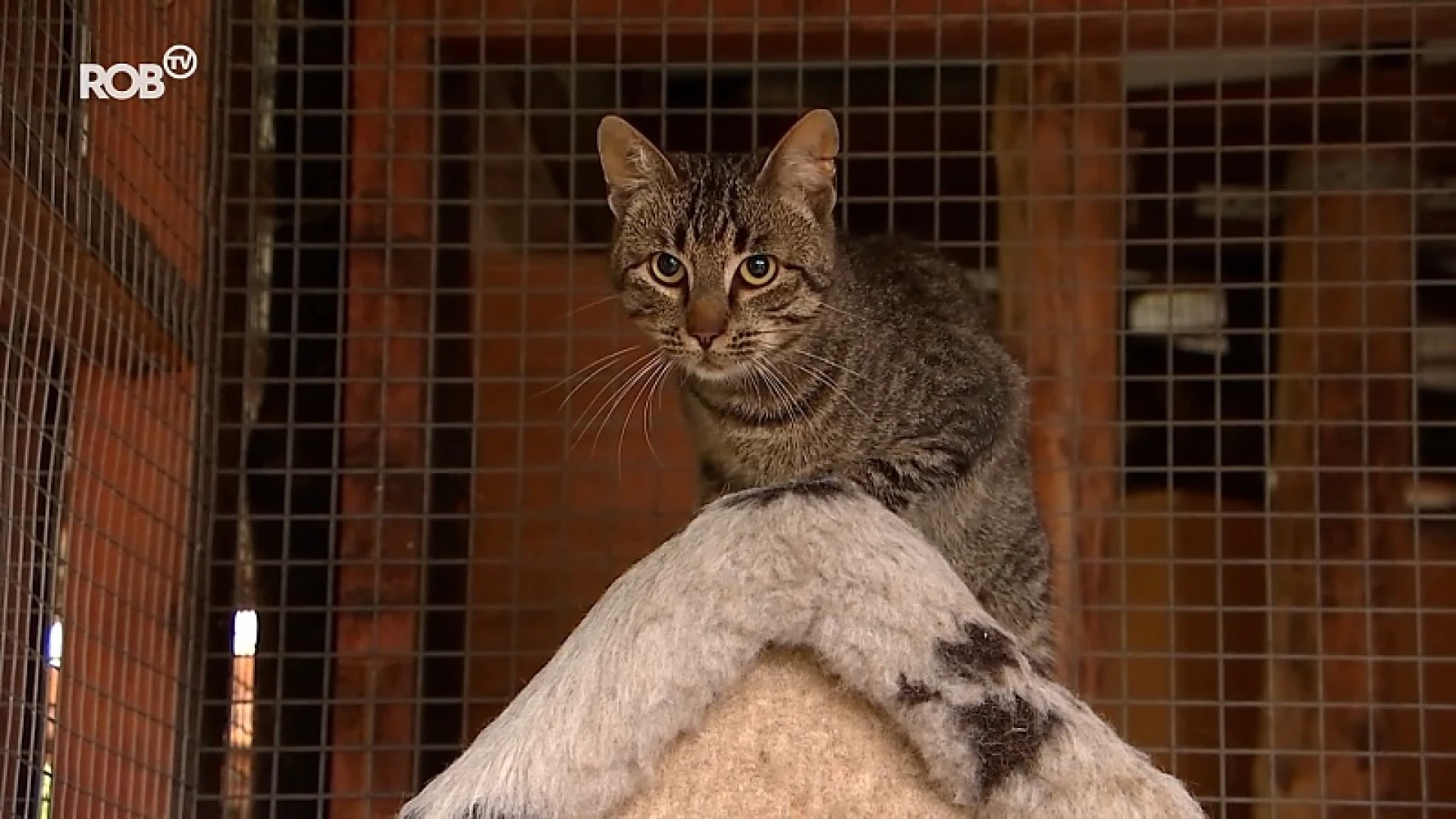 21 katten weggehaald uit te klein en vies appartement in Begijnendijk