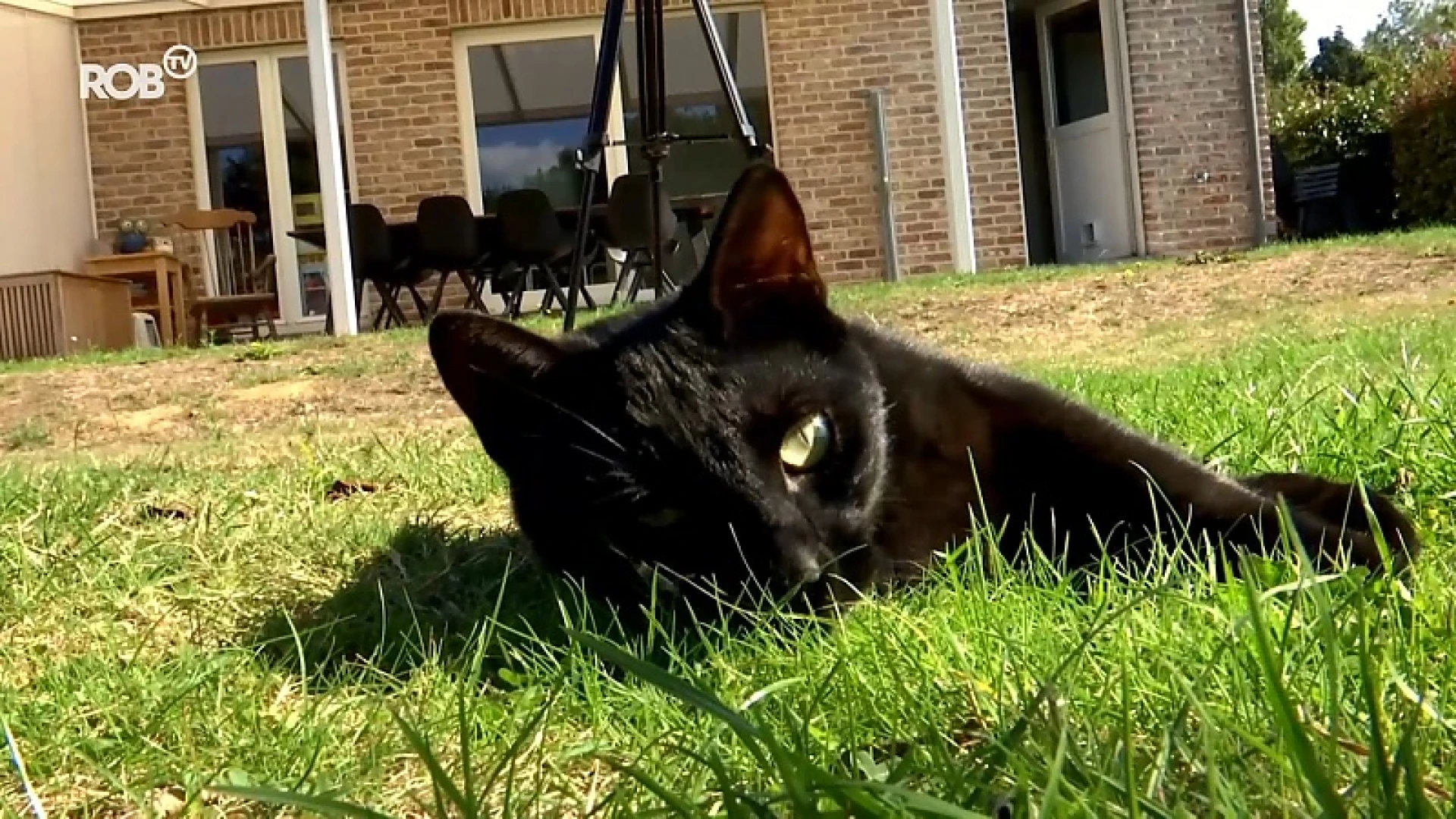 Katten beschoten met loodjesgeweer in Herent en Oud-Heverlee