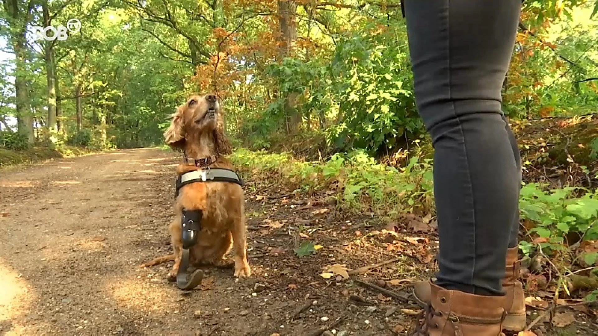 Hond Guerra weer haar speelse zelve dankzij Zichemse prothese