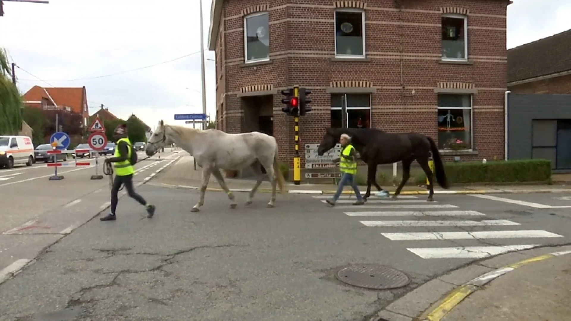 Paarden trekken te voet door regio naar paardenziekenhuis