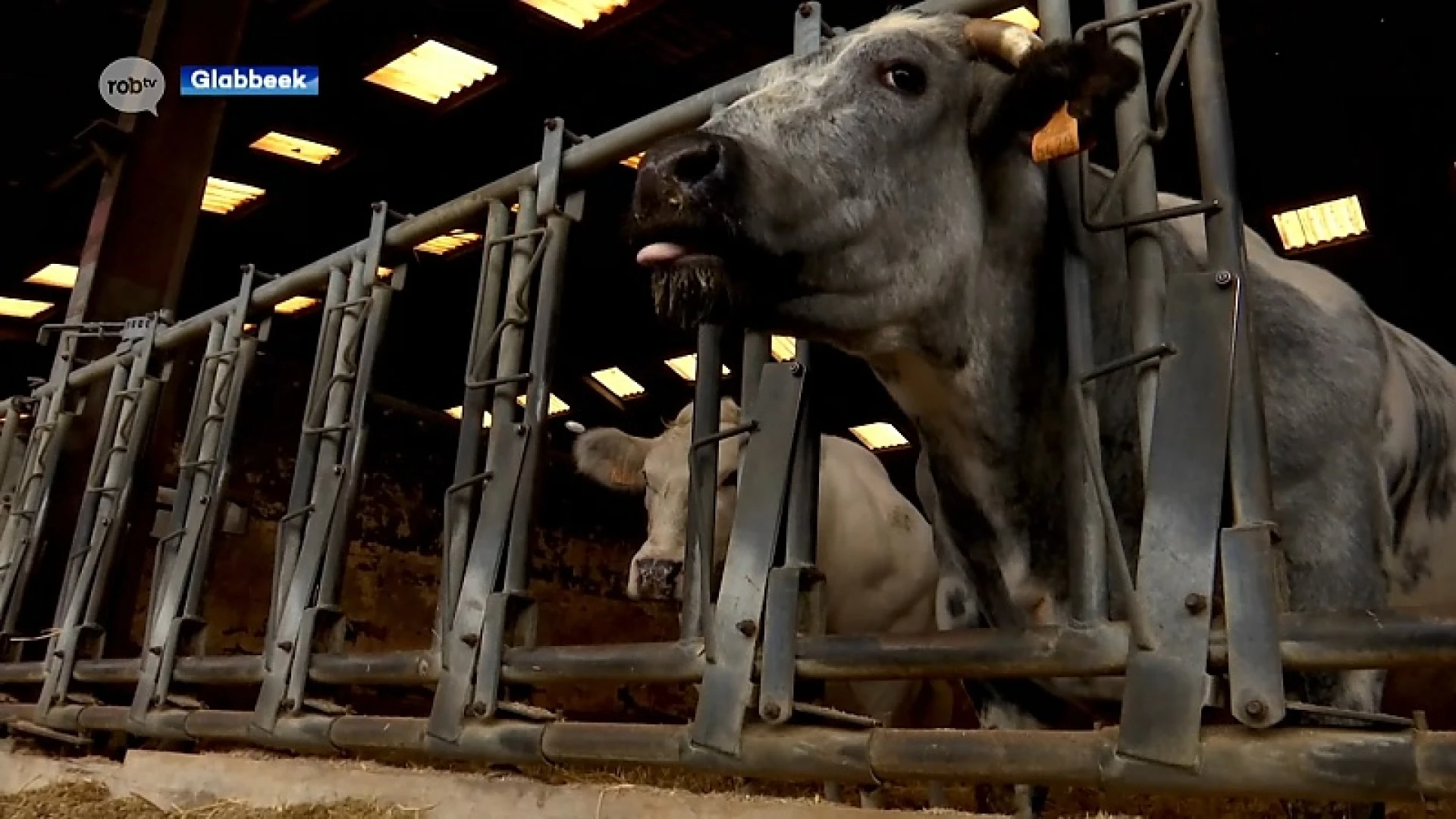 Boederij Fines uit Glabbeek test aangepast veevoeder dat methaanuitstoot vermindert
