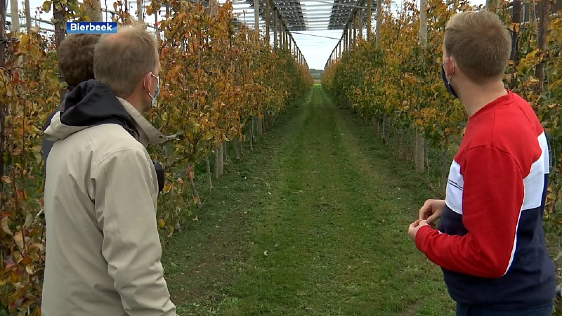 Europese primeur in Bierbeek: fruitbedrijf kan tegelijk peren én elektriciteit oogsten