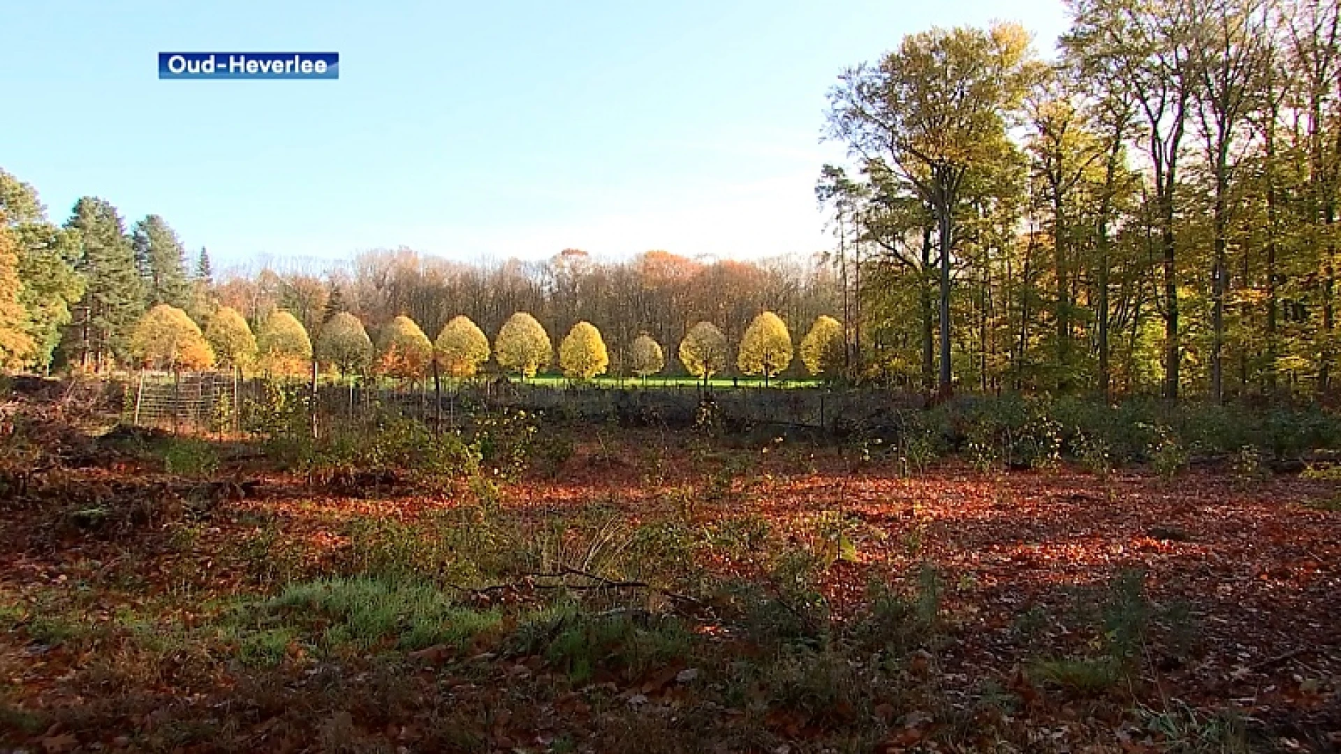 Actiegroep wil dat bomenkap in Heverleebos, Meerdaalwoud en Egenhovenbos onmiddellijk stopt