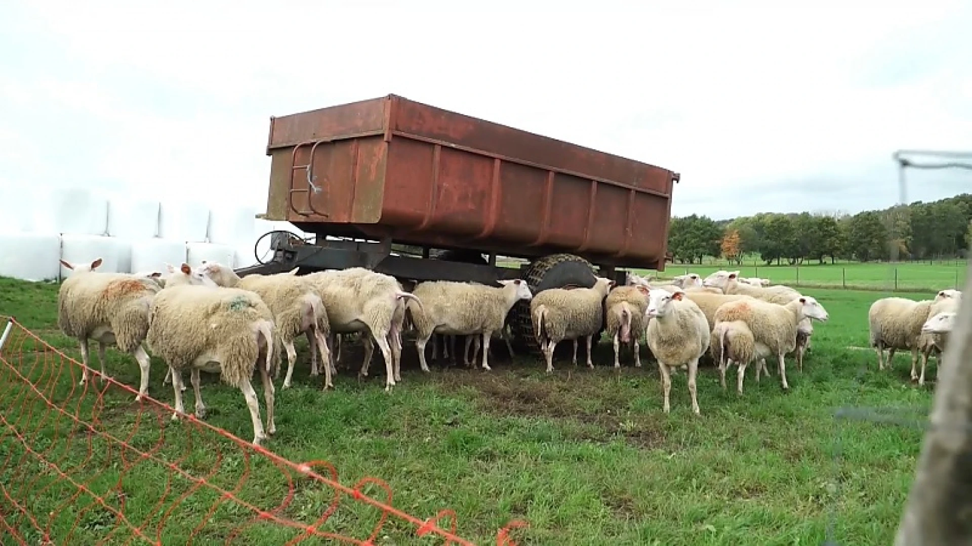 Reportage: schapenkaas van Het Nijswolkje