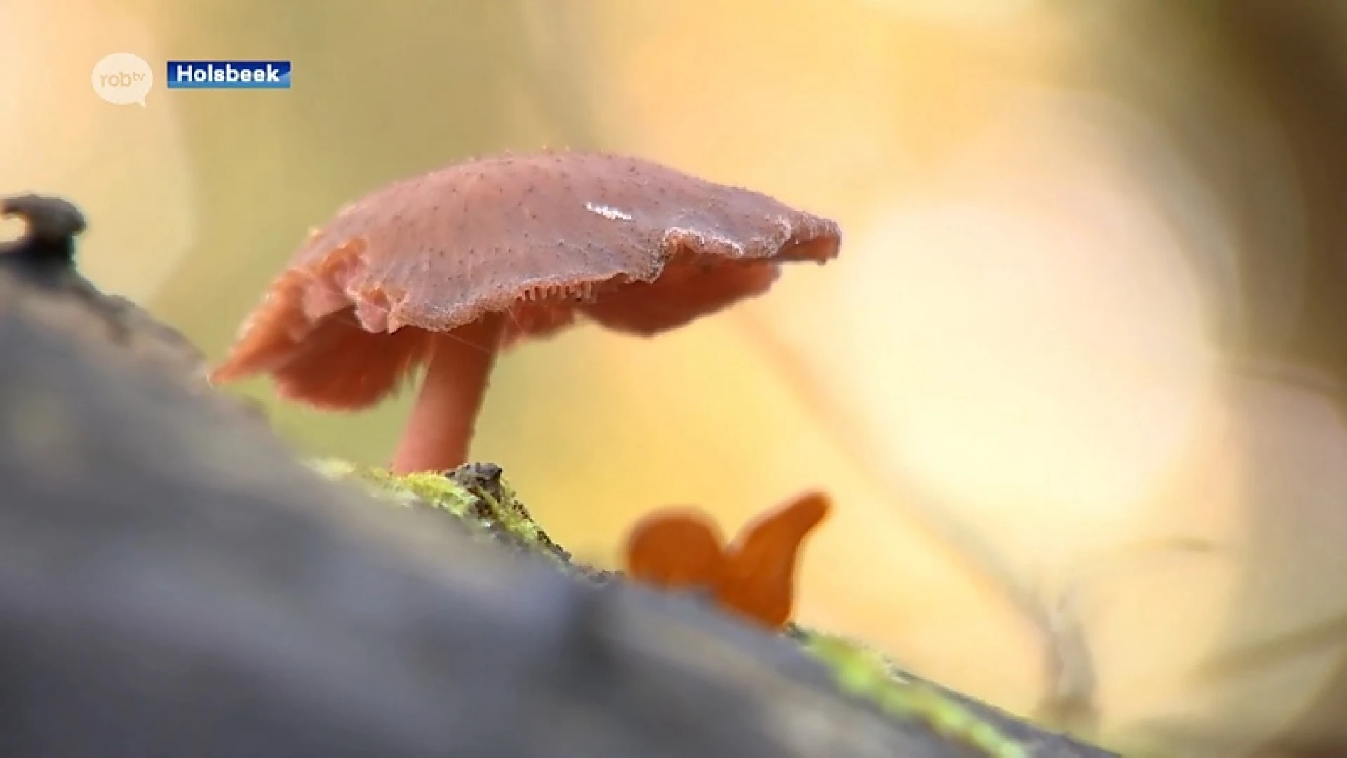 Wandelaarster ontdekt zeldzame paddenstoel 'molmtrechtertje' in natuurgebied Holsbeek
