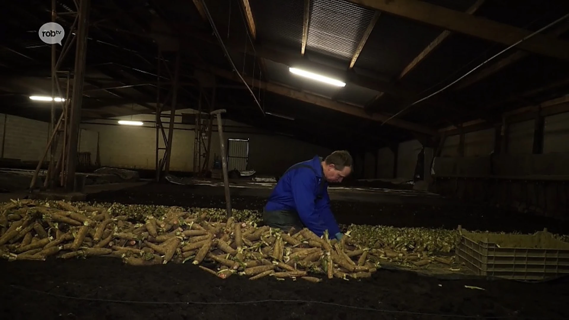 Reportage - grondwitloof van Van Haesendonck uit Zemst