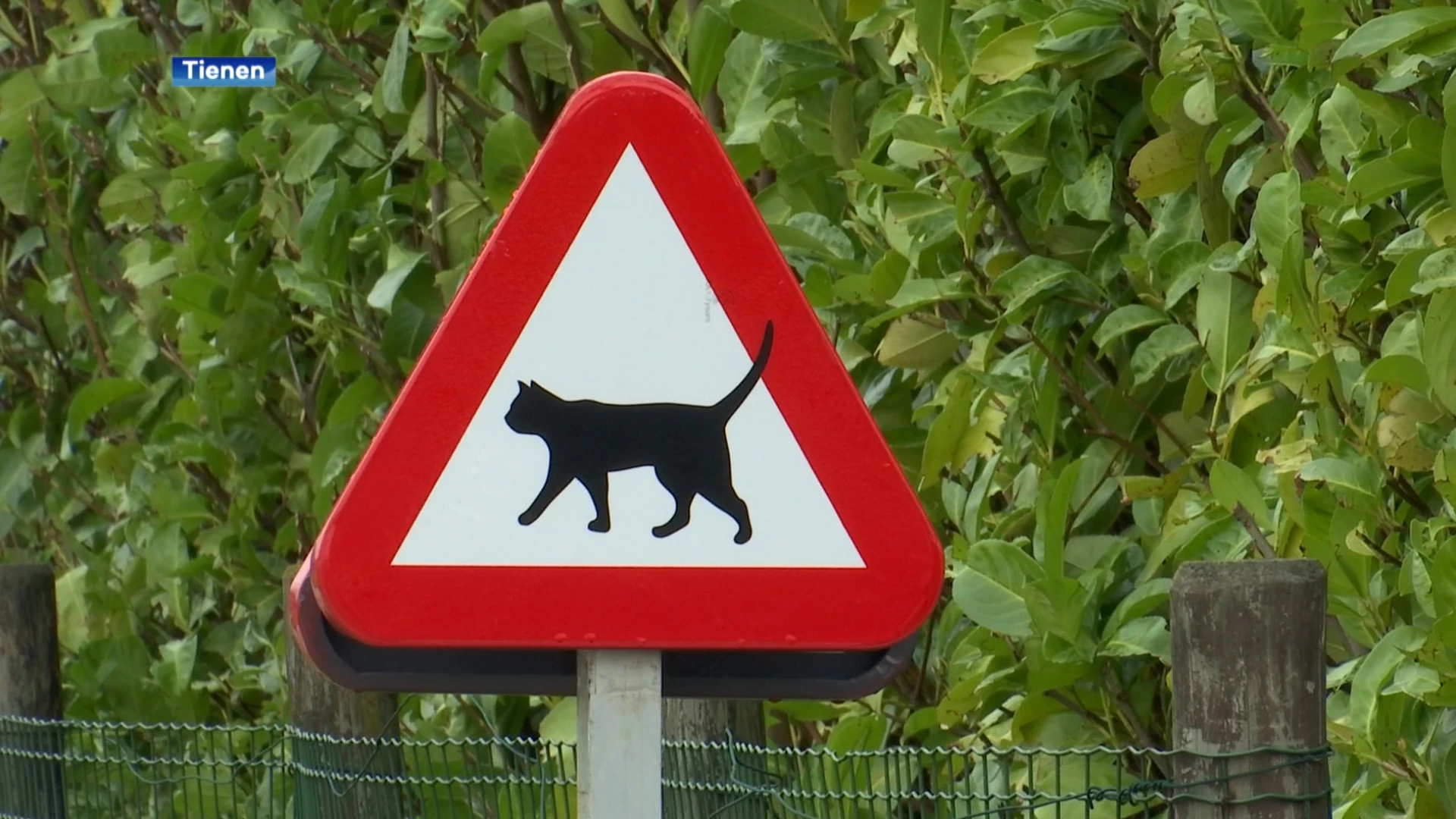 Opgelet voor overstekende katten: opvallend verkeersbord in Vissenaken