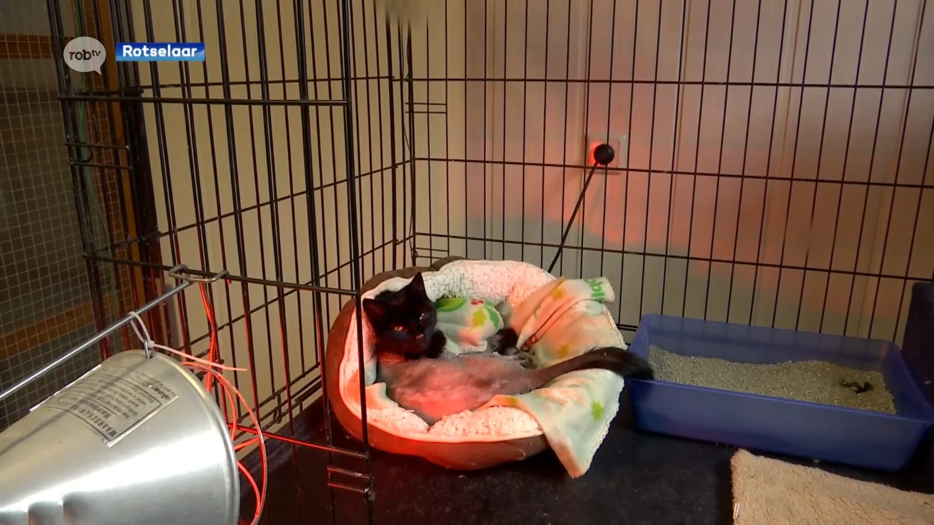 Kattenbeul aan het werk in Rotselaar? Kat vol brandwonden nadat ze overgoten werd met bijtend product